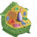 Клеточная стенка растительной клетки: общие сведения
